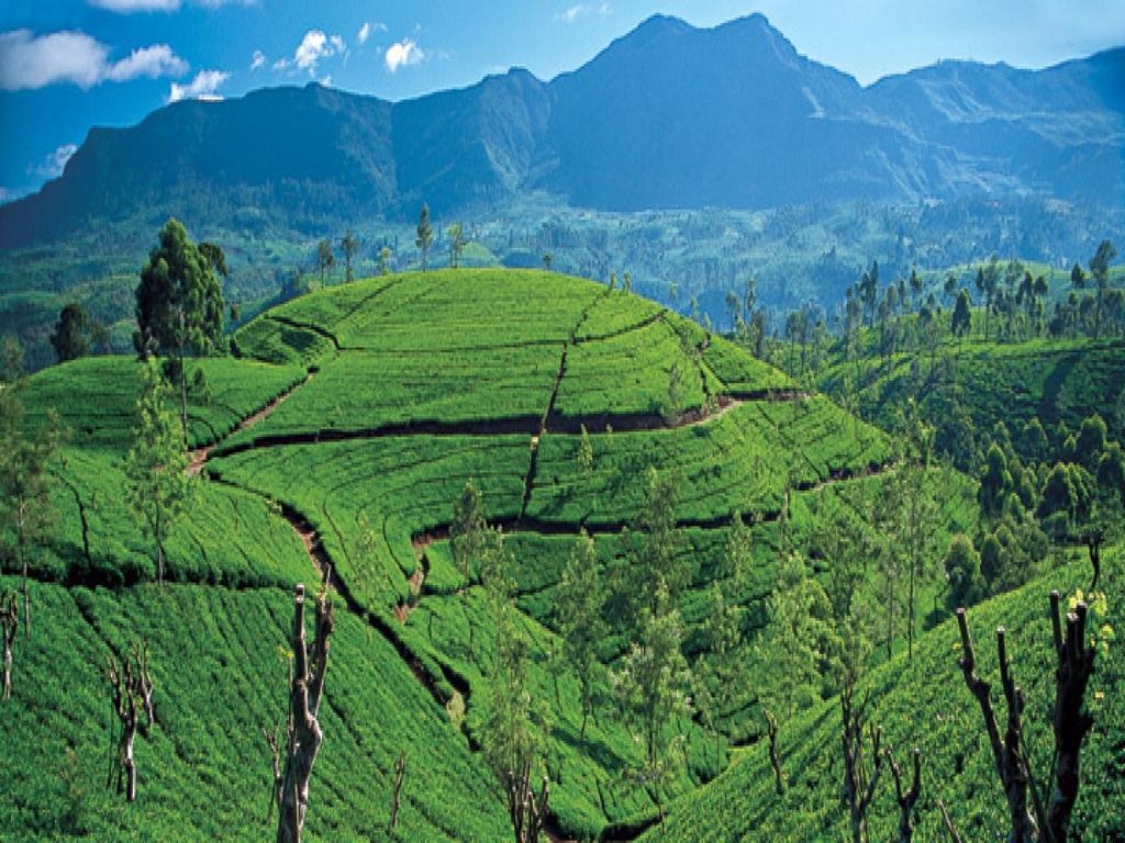 New Tour Inn Nuwara Eliya Zewnętrze zdjęcie
